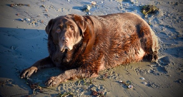 ‘Ma guarda che roba! Ma non ti vergogna ad ingozzare così il tuo cane?’ La gente si fermava per strada e ridacchiava dietro quando Heidi passava con il suo cane. Ma poi, quando mi ha raccontato la sua storia ho capito che