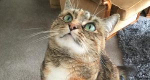 Salva la dolce gattina dalla vita di strada. Due anni dopo, lei la ripaga così.