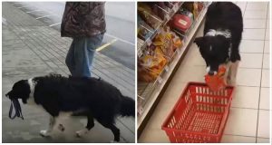 Il cane sceglie i suoi biscotti nel negozio ma la sua prossima mossa