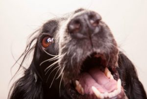 “Non è colpa mia se sono un pitbull. Il mio amico umano mi ha portato in canile… non ha avuto un’altra scelta. Voglio che si sappia che lui non è un cattivo padrone e che io l’ho amato tanto. Adesso lui piange la fuori e io piango qui dentro, da dietro le sbarre. Vi prego non lasciatemi qui da solo…”