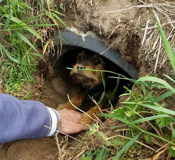 I vicini la vedono portandosi a casa questo cane. Pochi mesi dopo succede l’incredibile