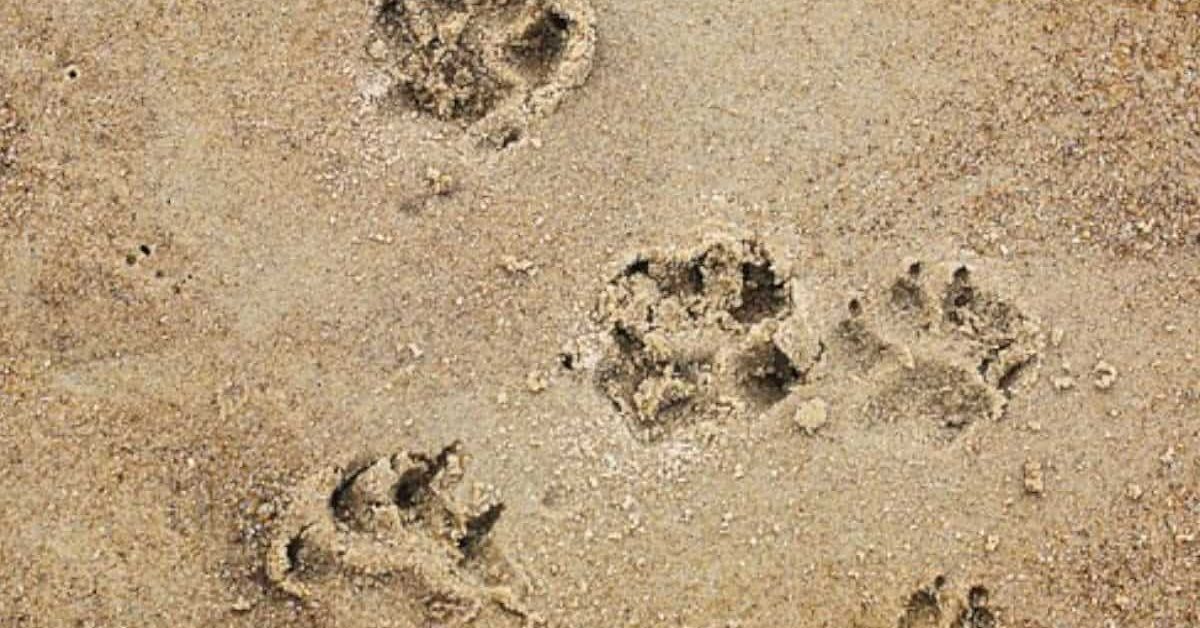 Il cane finisce nel fiume e non riemerge. Donna incinta si tuffa per ...