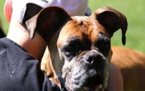 Cimitero animali: la famiglia scopre che il loro cane è VIVO mesi dopo che l’hanno presa per l’eutanasia