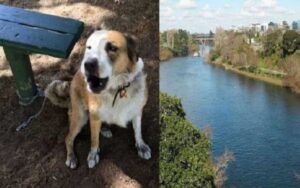 Cane scappa ogni giorno per correre sul fiume e sedersi sempre vicino alla stessa panchina.