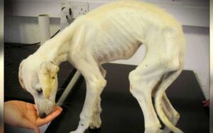 I maltrattamenti hanno trasformato un cane in uno scheletro ambulante, ma poi l’amore lo ha salvato