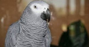 Uccidono il suo umano davanti ai suoi occhi. Forse a testimoniare in tribunale sarà proprio lui: il pappagallo Bud.