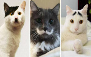 10 gatti con un look davvero stravagante