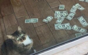 Ecco un gatto che ha trovato un vero e proprio “lavoro retribuito”. Il proprietario è rimasto allibito.