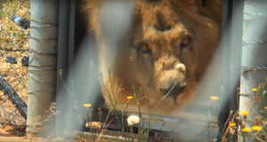 Leone trascorre una vita chiuso in un gabbia, dormendo su un pavimento di cemento, dimenticato in uno zoo chiuso da mesi. La reazione del felino quando tocca l’erba per la prima volta, ha commosso migliaia di persone.