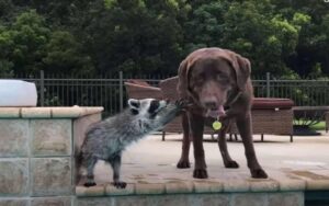 VIDEO: Labrador migliore amico di un Procione