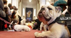 Prete invita i parrocchiani a portare i loro animali a messa, per trasmettere un bellissimo messaggio che ha commosso tutti.