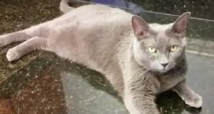 Menata e lasciata in intimo in strada, terrore a Palermo. Voleva solo sfamare una gattina