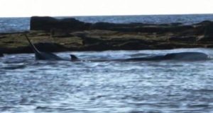 Napoli – Una donna salva una balena spiaggiata: “ho rischiato la vita ma lo rifarei”