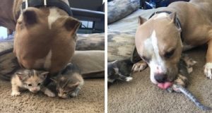 Pit bull innamorato dei gatti, ha cercato di conquistare il micio di casa per 5 anni, senza risultato. Adesso il suo sogno si è realizzato.