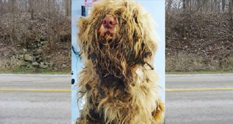 Un cane che ha rischiato di morire in autostrada ha incontrato un gruppo di persone che non si conoscevano tra loro e quello che hanno fatto