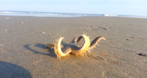 Un imponente stella marina, sorprende i presenti, facendo un elegante passeggiata in riva al mare.