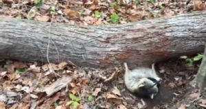 Il piccolo opossum è intrappolato sotto un tronco caduto. Ciò che accade poco dopo, ci riscalda l’anima.
