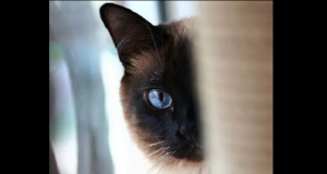 Il gatto di famiglia si ammala e sono costretti a chiuderlo in casa per curarlo. Dopo una settimana la famiglia scopre qualcosa di assurdo.