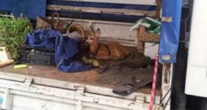 “L’ho visto legato dentro quel camioncino e ho chiamato subito le guardie zoologiche per salvarlo, ma subito dopo mi sono pentito di averlo fatto.”