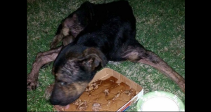 Il cane resta paralizzato per una malattia non curata e viene abbandonato da solo in un campo. Una angelo interviene in suo aiuto.