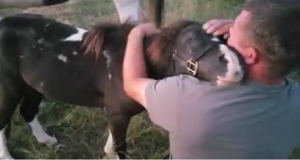 Sarebbe stato macellato a fine giornata. La reazione del poni quando capisce di essere in salvo grazie a quell’uomo, ha commosso milioni di persone.