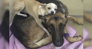 Piccolo chihuahua nel rifugio, si sdraia sul dorso del suo migliore amico malato, per dargli un po’ di conforto.