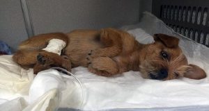 Mi fidavo di lui e sapevo che non avrebbe mai fatto del male a nessuno. Ma quando, all’improvviso, si è messo a correre e ha raggiunto il bambino, ho capito di essermi sbagliato: Hurley, il pitbull che non avrebbe mai fatto del male a nessuno
