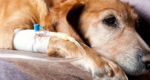 ROMA – Decisione storica, riconoscono un permesso dal lavoro retribuito ad una dipendente per assistere al cane malato