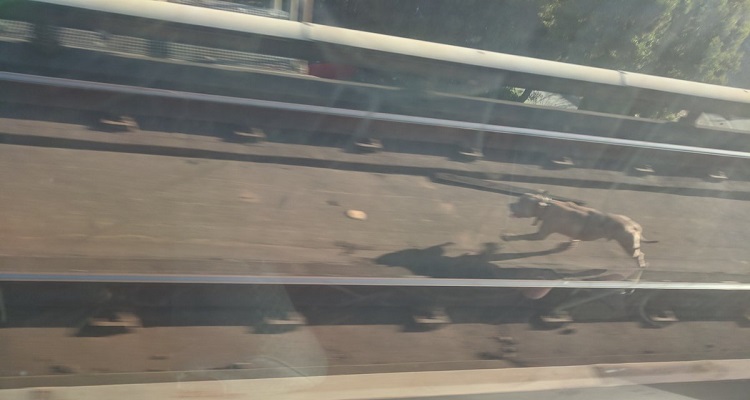 È successo mercoledì all’ora di punta: il pitbull correva impazzito sui binari del treno. Nessuno riusciva a prenderlo e rappresentava un pericolo per sé e per le persone. Gli agenti della polizia non avevano scelta: hanno dovuto 