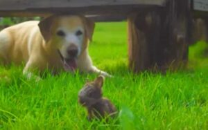 Il cane incontra uno strano animaletto nell’erba e la sua reazione.