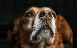 Perché i cani si annusano il sedere?