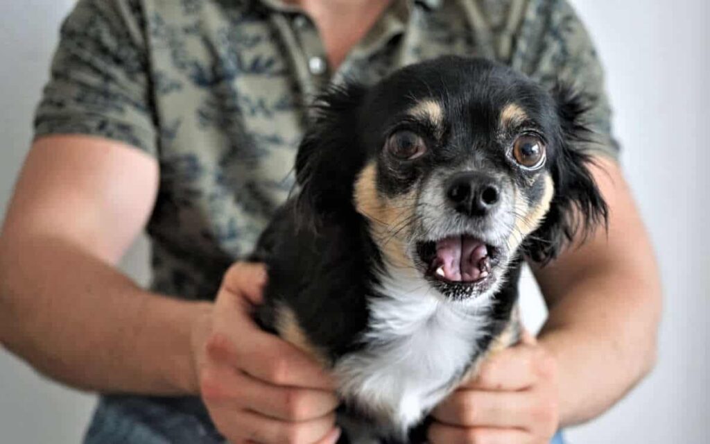 Il vostro cane è la vostra ombra?