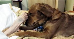 “E l’8° giorno, Dio guardò i suoi figli e disse: hanno bisogno di un compagno sincero. Così Dio creo il cane”