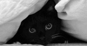 Avete un gatto nero? Attenti ad Halloween, il vostro gatto rischia la vita.