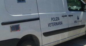 Foligno: getta la sua cagnolina dalla finestra, quando i condomini si affacciano trovano l’impensabile, a terra c’era qualcosa di scuro, scendono a vedere e vengono colti da malore!