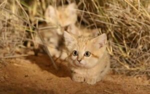 Avete mai visto i gatti delle sabbie? Eccoli, ripresi per la prima volta in Marocco