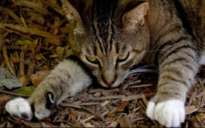 Il parroco che si prendeva cura dei gatti va in pensione, il nuovo prete sfratta gli animali