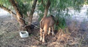 Trovano un poni abbandonato e legato ad un albero. Quando si avvicinano, capiscono perché il cavallino non voleva girarsi