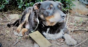 Dopo essere scomparso un’intera giornata, il cane torna a casa e collassa davanti alla porta. I proprietari notano un biglietto attaccato al collare