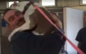 Gli rubano il cane, dopo 7 mesi si rincontrano, le immagini del loro incontro