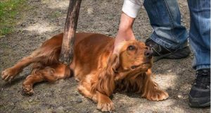 Erano in casa quando Diane e suo marito hanno sentito abbaiare selvaggiamente i loro cani. Temevano per la vita della loro cavalla incinta, quando sono usciti fuori hanno visto un leone fuggire, quando hanno aperto la porta del fienile non sapevano cosa aspettarsi, videro che la cavalla non era sola