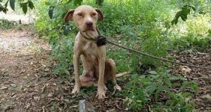 Il suo umano l’ha legata a un albero in mezzo al bosco, senza cibo né acqua. Tutti in paese lo sapevano, nessuno è intervenuto.