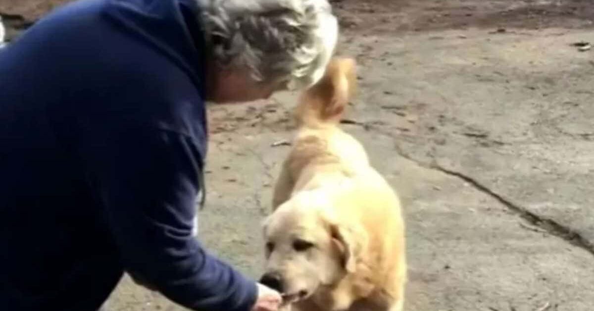 Il mio cane abbaia sempre agli sconosciuti e i postini non facevano