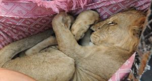 Leoncino trascorre la sua vita in una gabbia situata sul terrazzo di un’abitazione. Il motivo? Nessuno.