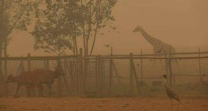 Uomo di 77 anni, si rifiuta di lasciare gli animali del parco nell’incendio: fa qualcosa che nessuno ha avuto il coraggio di fare.