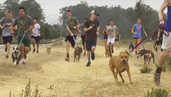 Dei vandali hanno dato fuoco alla loro cagnolina. I suoi umani chiedono aiuto per salvarla