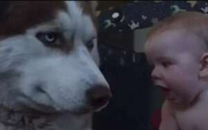 Il bambino gattona verso l’Husky mentre il papà riprende la scena. La reazione del cane ha fatto il giro del web.
