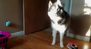 VIDEO – Proprietaria “affronta” il suo cane husky per una scarpa scomparsa: la risposta del cagnolone è esilarante