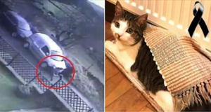 Esce di casa per cercare il suo gatto, ma trova il corpicino del povero animale a brandelli davanti casa. Decide di guardare la registrazione della videosorveglianza, non solo gli escono le lacrime ma adesso è caccia al colpevole.