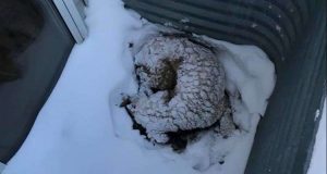 Un cane cieco trascorre cinque notti fronteggiando la tempesta invernale completamente da solo. Quando una ragazza lo ha visto e lo ha raggiunto, ha scoperto l’inaspettato